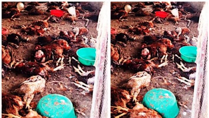 mysterious creature attack killed more than 300 hens mysterious creature attack killed more than 300 hens