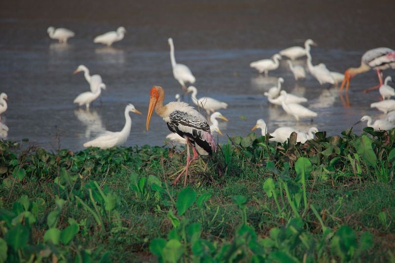 painted stork have reached at Punchakari