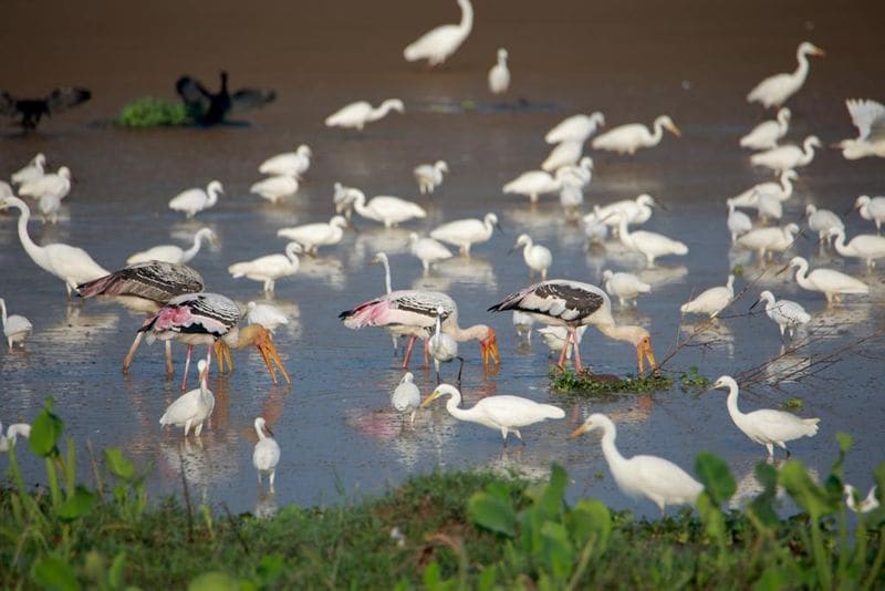 painted stork have reached at Punchakari