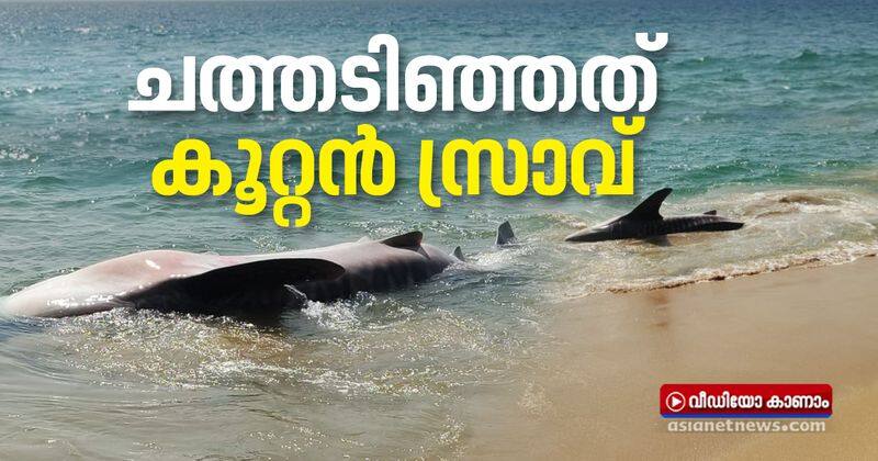 whale shark found dead in karumkulam shore
