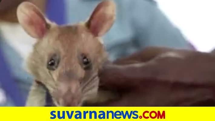 Cambodias landmine sniffing hero rat dies at 8 akb Cambodias landmine sniffing hero rat dies at 8 akb