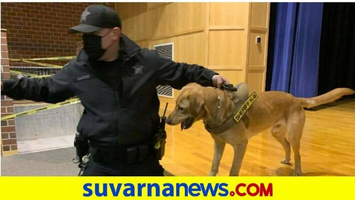 Schools in Massachusetts are using dogs to sniff out Covid19 akb Schools in Massachusetts are using dogs to sniff out Covid19 akb