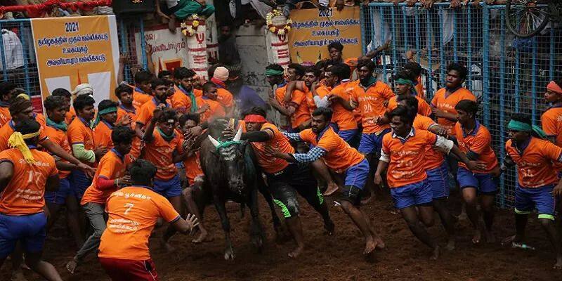 The police have imposed conditions on cow handlers for the Avaniyapuram jallikattu competition KAK