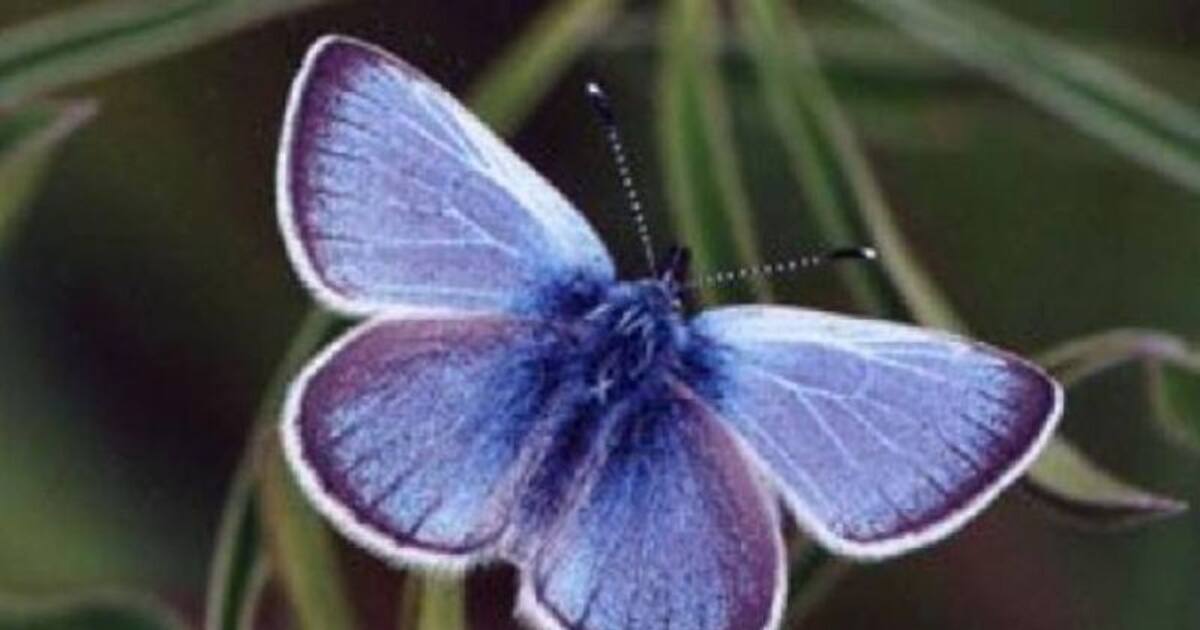 Xerces blue butterfly 80 വർഷം മുമ്പ് അപ്രത്യക്ഷമായ നീലചിത്രശലഭത്തെ