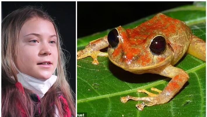 Newly discovered tiny rainfrog from panama named climate activist Greta Thunberg Newly discovered tiny rainfrog from panama named climate activist Greta Thunberg