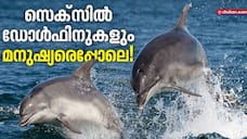 female dolphins have large and well developed clitorises New Study
