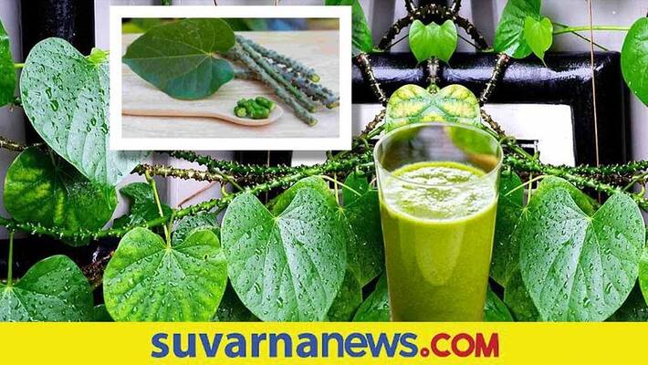 Giloy Skin Benefits Giloy Skin Benefits