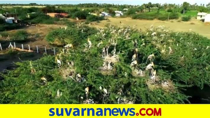 Flock of birds perch atop trees at Tamil Nadu sanctuary akb Flock of birds perch atop trees at Tamil Nadu sanctuary akb