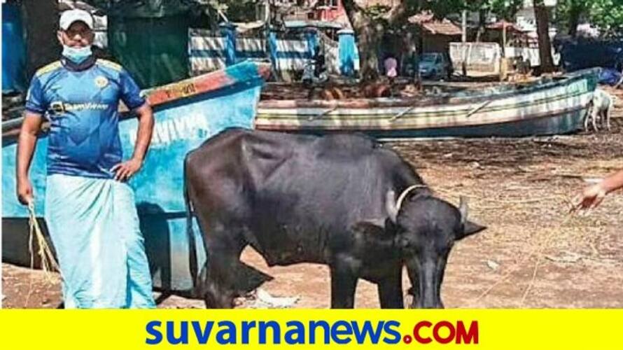 Kerala fishermen rescuing buffalo stranded at sea akb Kerala fishermen rescuing buffalo stranded at sea akb