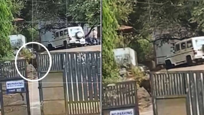 Wild Boar Attack increased at kozhikode Wild Boar Attack increased at kozhikode