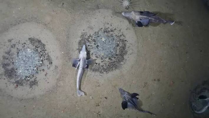 huge icefish colony found huge icefish colony found