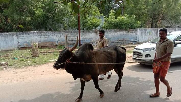 jallikattu postponed for security purpose in pudukkottai jallikattu postponed for security purpose in pudukkottai