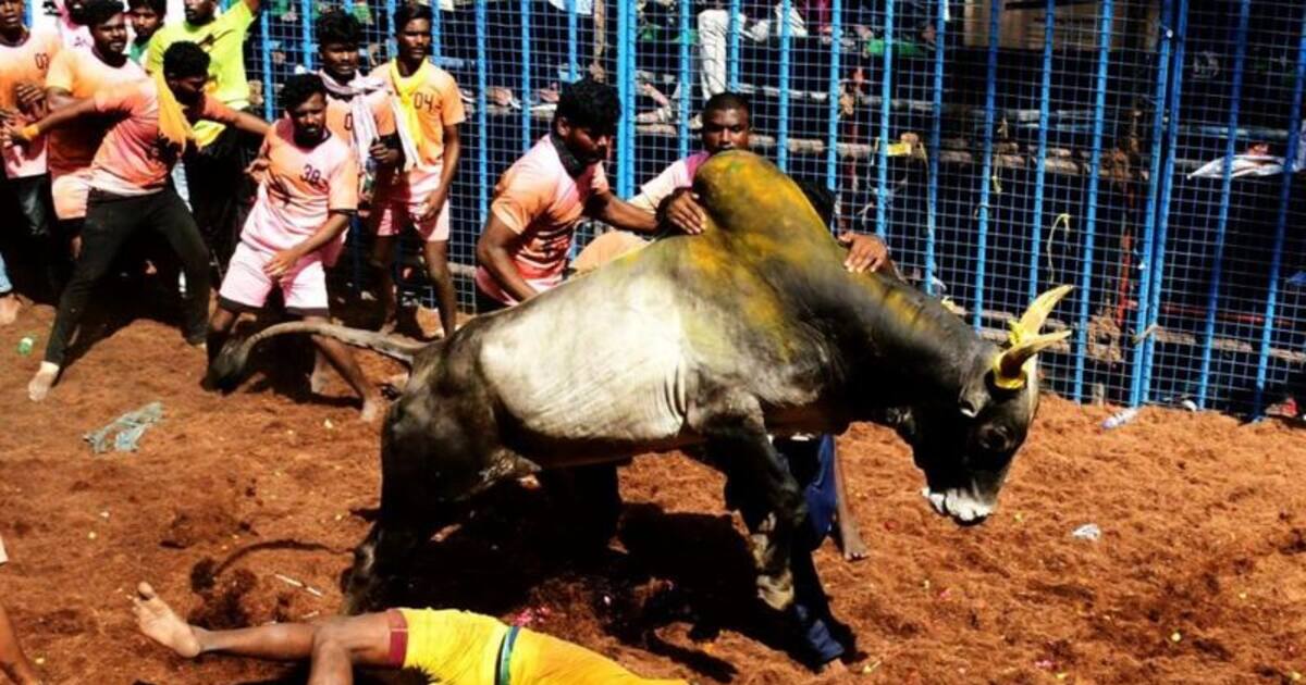 Jallikattu: ஜல்லிக்கட்டு போட்டிக்கு தடையா? விலக்கா.? உச்சநீதிமன்ற அரசியல் சாசன அமர்வு பரபரப்பு தீர்ப்பு..!
