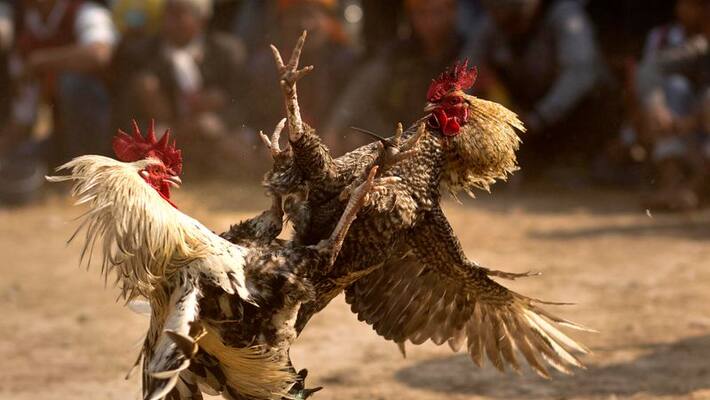 cock fight owners out with bail rooster custody for 5days cock fight owners out with bail rooster custody for 5days