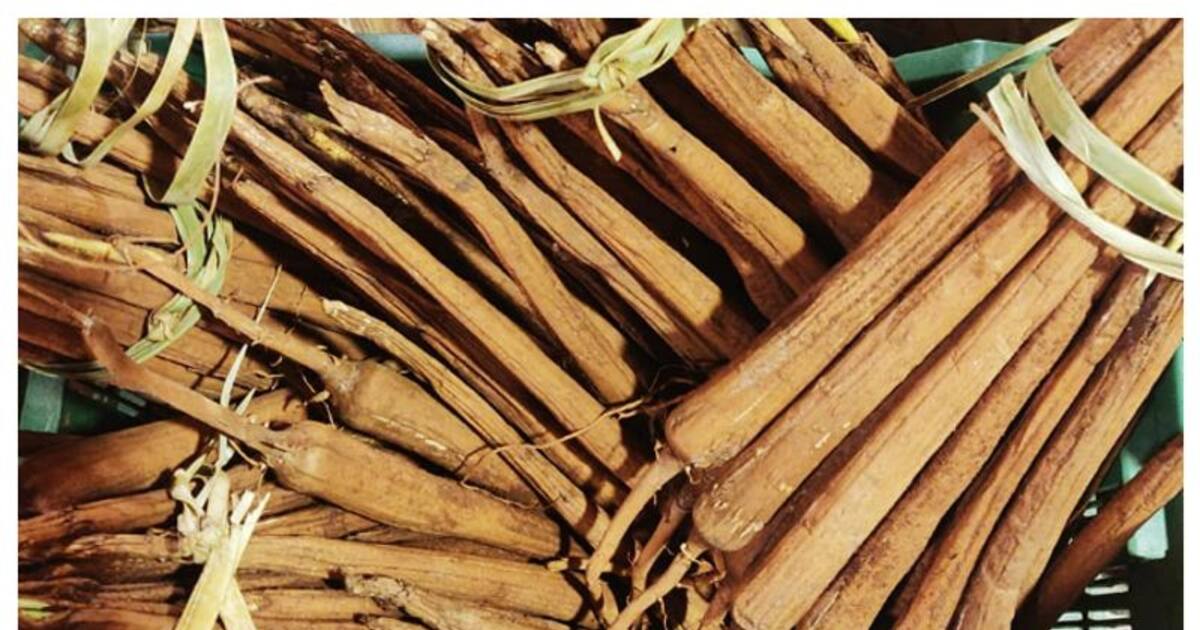 இம்யூனிட்டியை அதிகரிக்கும்....தமிழர்களின் பராம்பரிய உணவான பனங்கிழங்கின் மகத்துவம் அறிக!