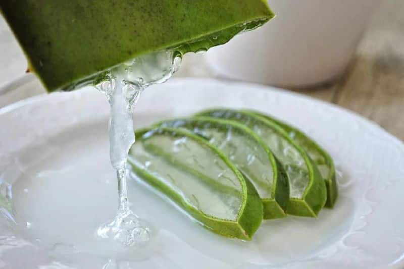 Tips for healthy aloe vera plant