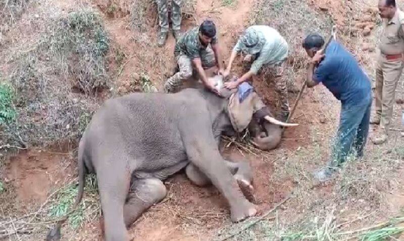 19 years 29 elephants have been killed on trains covai