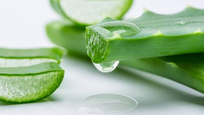 Way to eat Aloe vera in your diet to control blood sugar level ABSC Way to eat Aloe vera in your diet to control blood sugar level ABSC