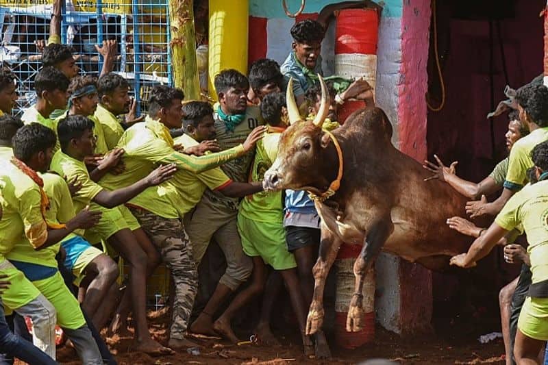 RB Udayakumar has insisted that the Tamil Nadu government should not give up the rights related to jallikattu competition