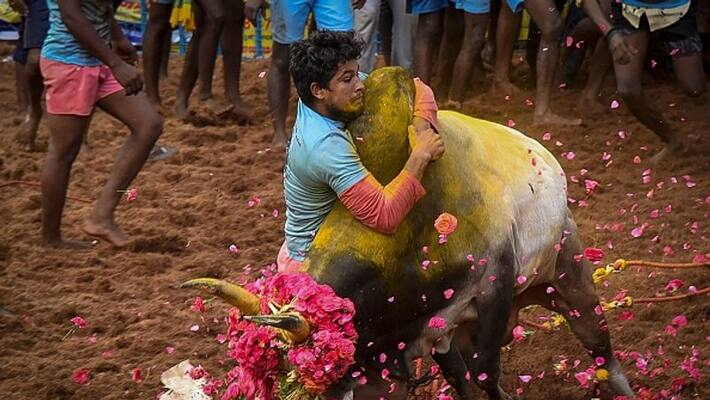 tn govt has filed an affidavit at supreme court in jallikattu case tn govt has filed an affidavit at supreme court in jallikattu case