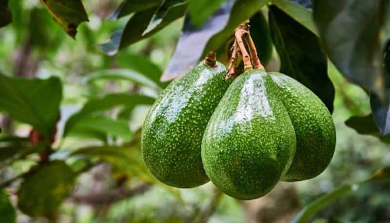 theft cases increase avocado farmers in kenya facing crisis