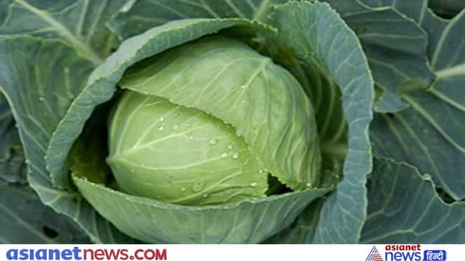 health tips know about Cabbage insect which attacks human brain know about it KPZ