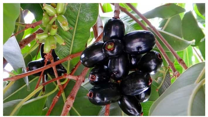 Is it so bad to eat novel fruit with these food items? Is it so bad to eat novel fruit with these food items?