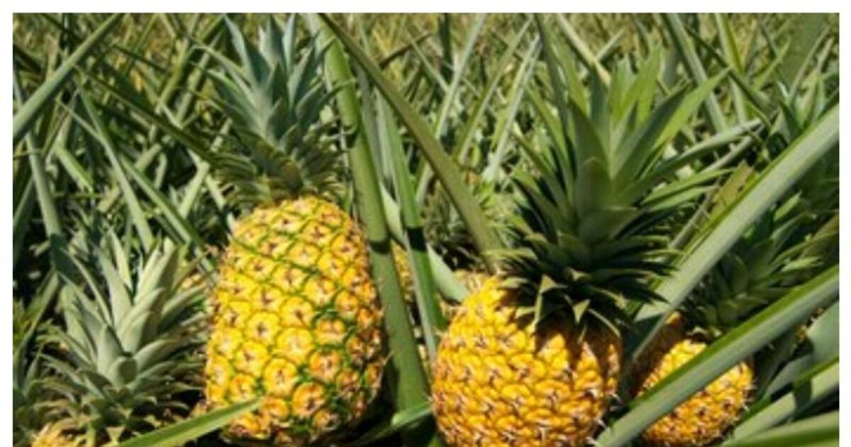 உடல் எடையை குறைத்து...கொழுப்பை கரைக்கும் அன்னாசி பழம்! சொல்வது யார் தெரியுமா?