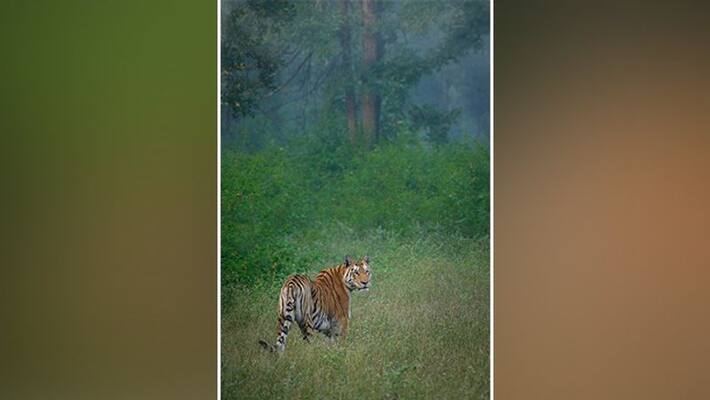 alwar news Sariska Tiger Reserve video of tigress snatching panthers prey asc alwar news Sariska Tiger Reserve video of tigress snatching panthers prey asc