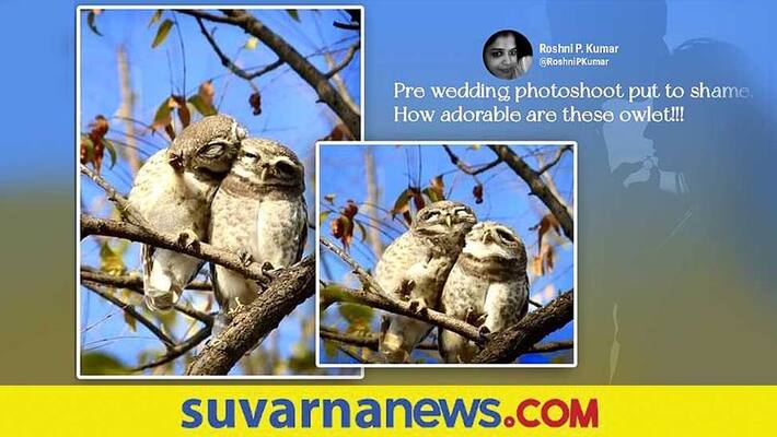 candid shots of two owlets goes viral in social media akb candid shots of two owlets goes viral in social media akb