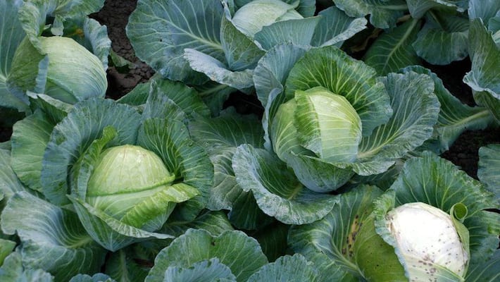 Here are the health benefits of eating cabbage regularly! Here are the health benefits of eating cabbage regularly!