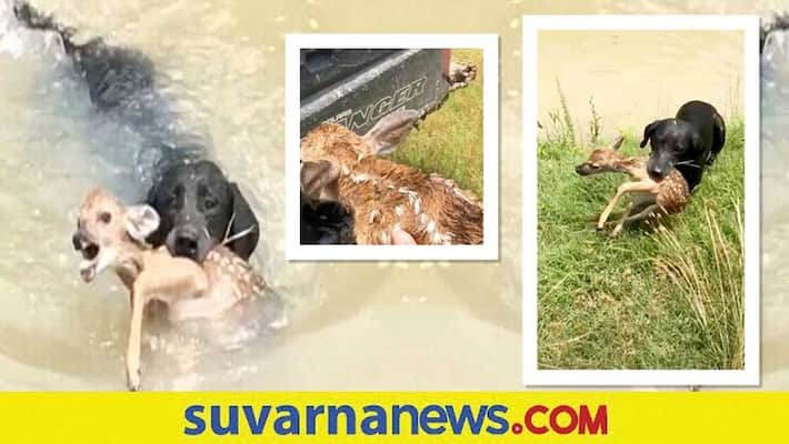 Dog Saves Baby Deer From Drowning akb Dog Saves Baby Deer From Drowning akb