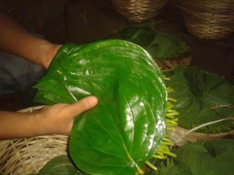 Betel leaf chutney to fight against Omicron
