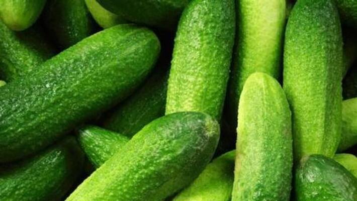 India emerges as worlds largest exporter of cucumber gherkins san India emerges as worlds largest exporter of cucumber gherkins san