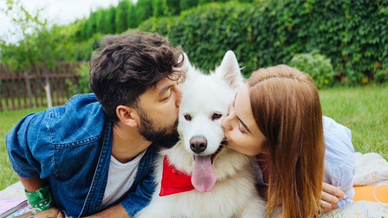 Is your dog's birthday coming? Here are 5 must-try cakes for your pooch RBA