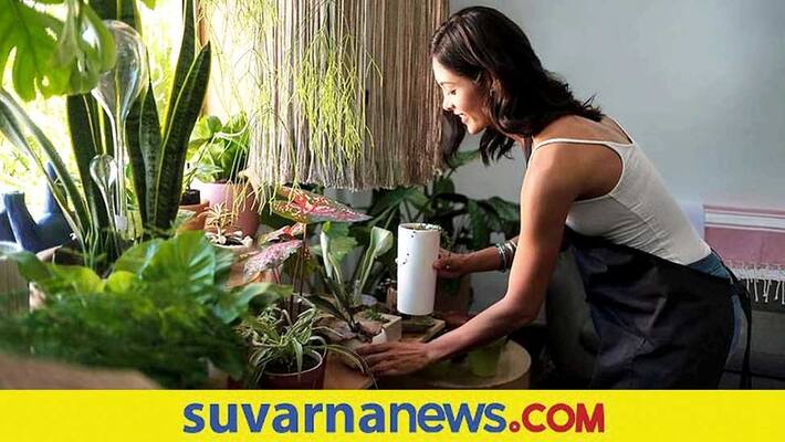 Indoor plants needs extra care during winter tips Indoor plants needs extra care during winter tips