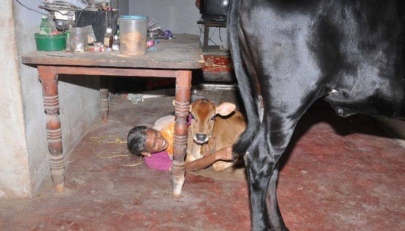 Usha Devi raises cows and calves like children