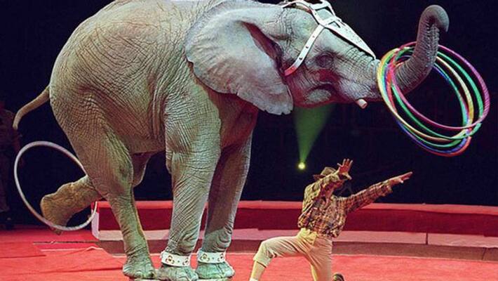 Life Management Policy Motivational Story of the Circus Elephant MMA Life Management Policy Motivational Story of the Circus Elephant MMA