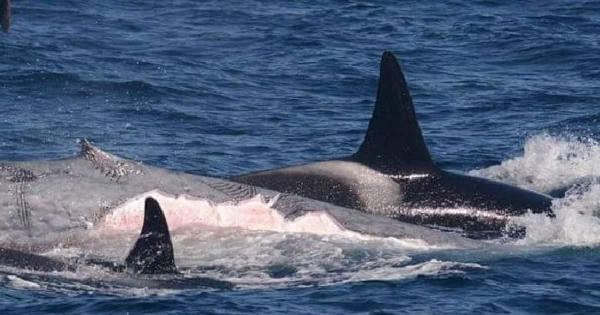 Orcas killing blue whale : ഭയാനകം ഈ രം ഗം, നീലത്തിമിം ഗലത്തെ വേട്ടയാടി