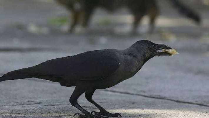 Crows 