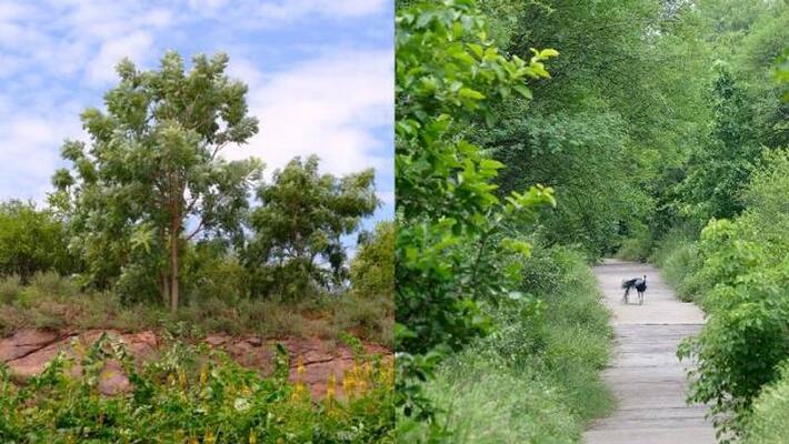 Worlds largest safari to be developed in Gurugram Nuh over 10000 acres gcw Worlds largest safari to be developed in Gurugram Nuh over 10000 acres gcw
