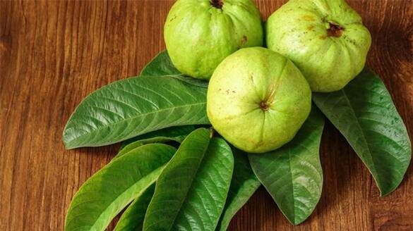 Can Guava Leaves Really Reduce Weight, Know What Research Says bpsb