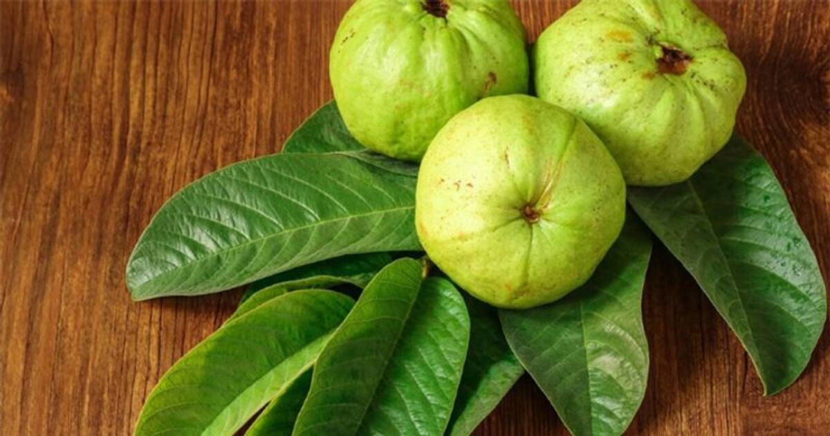 வெறும் 2 நிமிடங்களில் சர்க்கரை வியாதிக்கு அருமருந்தாகும் கொய்யா இலை... எப்படி பயன்படுத்தனும் தெரியுமா?