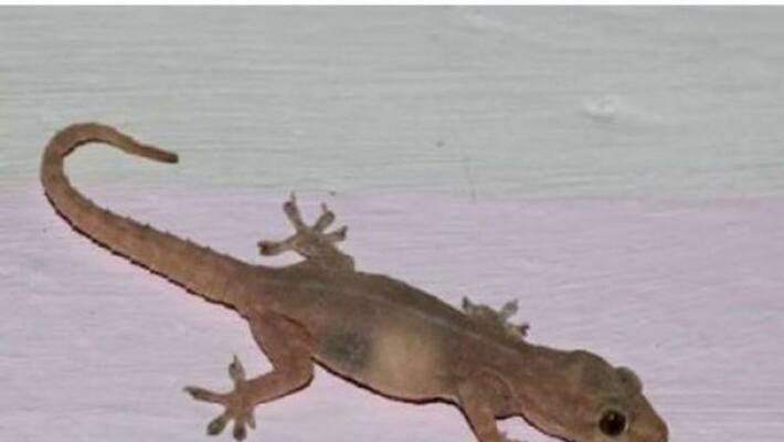 Lizard fell in the meal, 14 female students fell ill In Janagama Lizard fell in the meal, 14 female students fell ill In Janagama