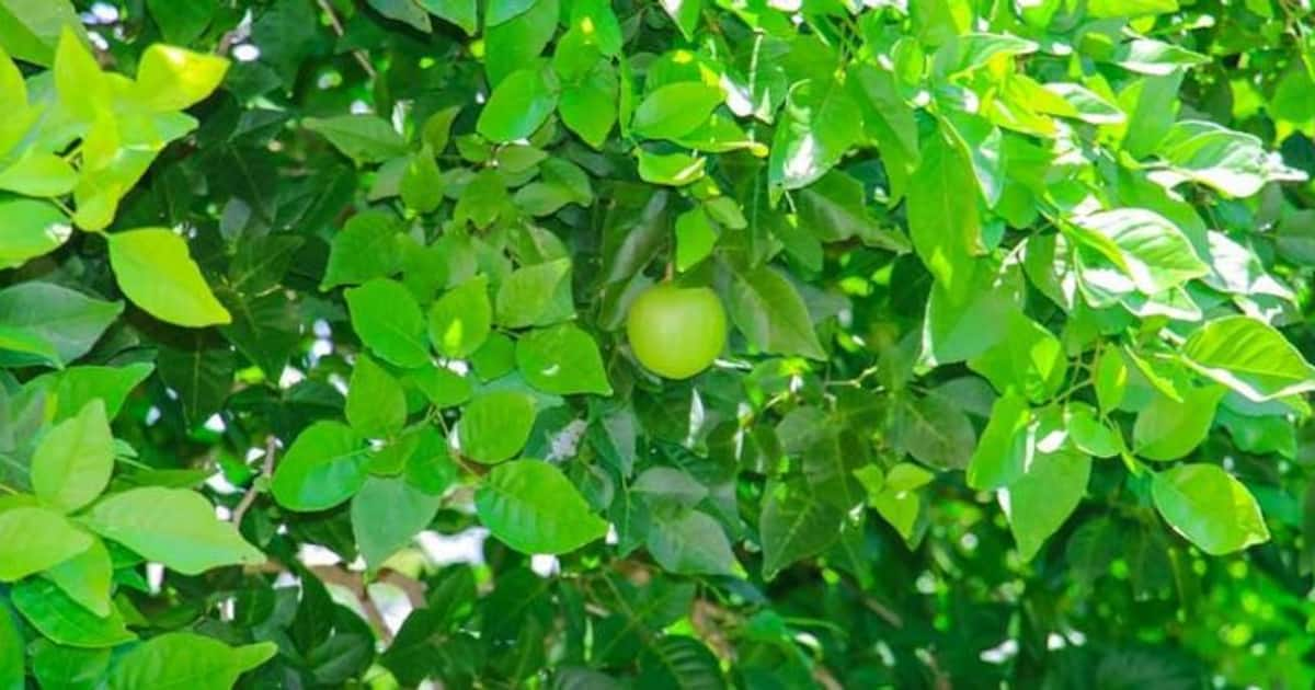 കൂവളം വീട്ടിൽ വളർത്താമോ? | Benefits of Planting Koovalam Tree at Home