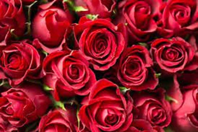 Happy Rose Day 2022 Tamil Songs