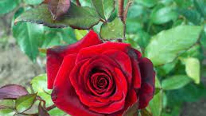 Fresh rose flowers and leaves are also very effective just kept in the right place in the house BDD Fresh rose flowers and leaves are also very effective just kept in the right place in the house BDD