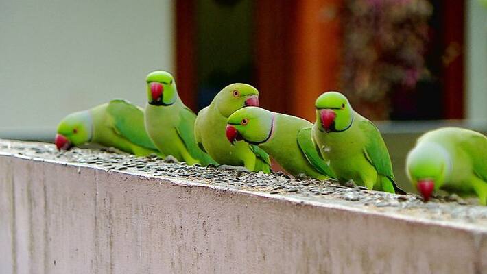 senior citizen files complaint on neighbour's parrot in pune senior citizen files complaint on neighbour's parrot in pune