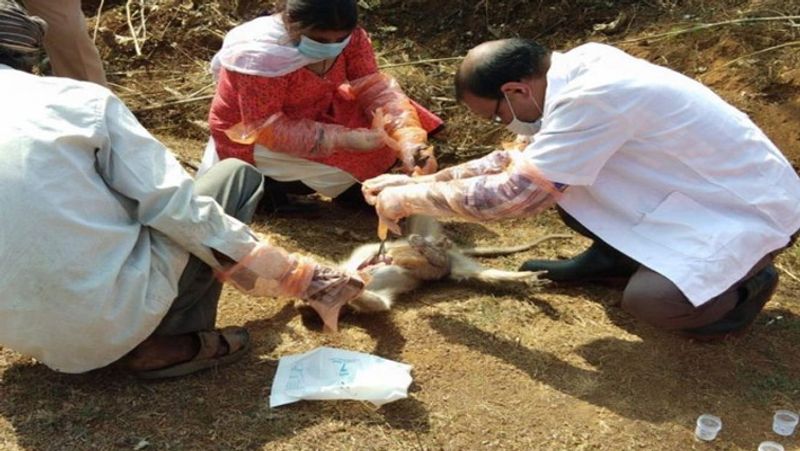24 year old man test positive for Monkey fever in Kerala, know about Kyasanur Forest disease dva