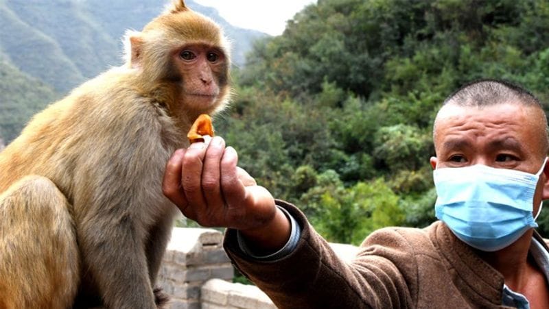 24 year old man test positive for Monkey fever in Kerala, know about Kyasanur Forest disease dva